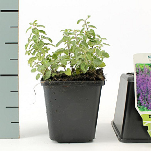Nepeta faassenii GM P9