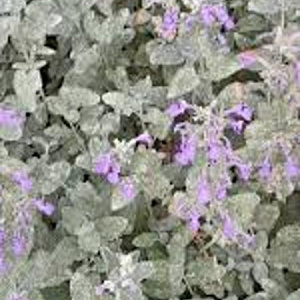 Nepeta faassenii GM P9
