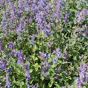 Nepeta faassenii GM P9