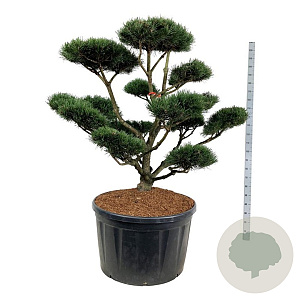 Pinus mugo 'Gnom' 150-175 cm cont. 285L bonsai