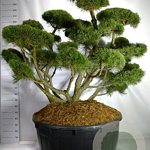 Pinus mugo 'Gnom' 150-175 cm cont. 500L bonsai