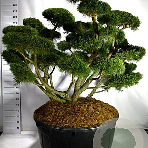 Pinus mugo 'Gnom' 150-175 cm cont. 500L bonsai