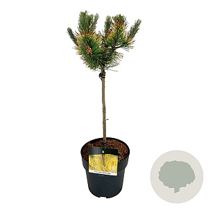 Pinus mugo 'Golden Glow' 40 cm stam 5,0L