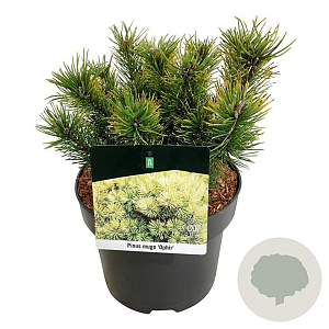 Pinus mugo 'Ophir' 20-25 cm