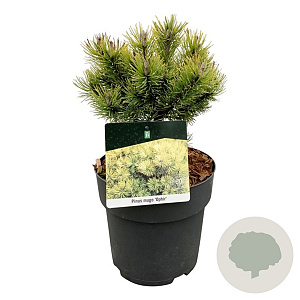 Pinus mugo 'Ophir' 20-25 cm