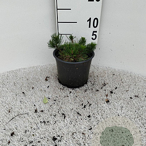 Pinus mugo pumilio 10-12 cm 2,0L vierkant