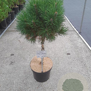 Pinus mugo 'Varella' 40 cm stam 10L