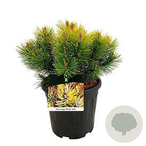 Pinus mugo 'Winter Gold' 30-40 cm 15L