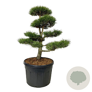 Pinus nigra nigra 125-150 cm cont. 180L bonsai