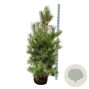 Pinus nigra nigra 175-200 cm draadkluit extra