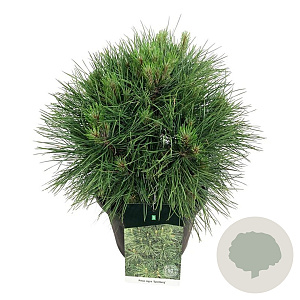 Pinus nigra 'Spielberg' 40-50 cm 15L