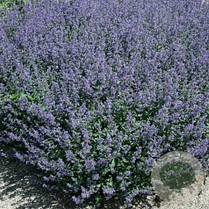 Nepeta 'Kit Cat' GM P9