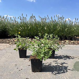 Nepeta 'Kit Cat' GM P9