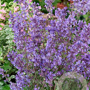 Nepeta 'Kit Cat' GM P9