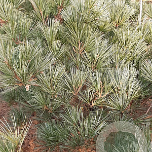 Pinus strobus 'Radiata' 60-80 cm met kluit