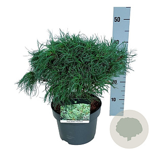 Pinus strobus 'Tiny Kurls' 30-40 cm 4,5L