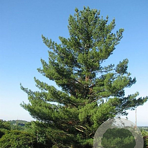 Pinus strobus 'Torulosa' 125-150 cm 15L