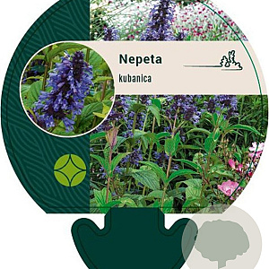 Nepeta kubanica GM P9
