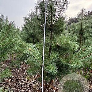 Pinus sylvestris 200-250 cm draadkluit meerstammig