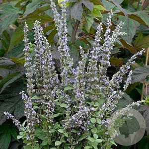 Nepeta latifolia GM P9