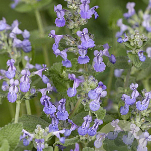Nepeta mussinii GM P9