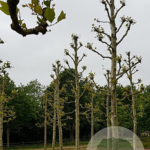 Platanus hispanica 16-18 HO draadkluit geknot