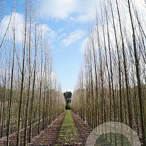 Populus nigra 'Italica' 18-20 HO draadkluit