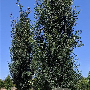 Populus tremula 'Erecta' 10-12 cm 25L