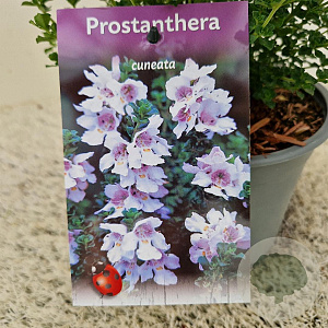 Prostanthera cuneata 20-25 cm C1.5