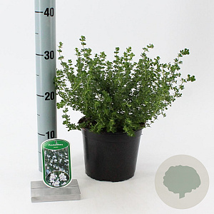 Prostanthera cuneata 20-25 cm 2,0L