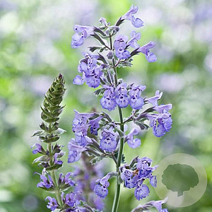 Nepeta racemosa GM P9