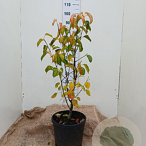 Pyrus calleryana 'Chanticleer' 80-100 cm 15L