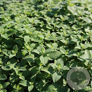 Nepeta racemosa 'Blue Wonder' GM P9