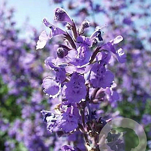 Nepeta racemosa 'Blue Wonder' GM P9