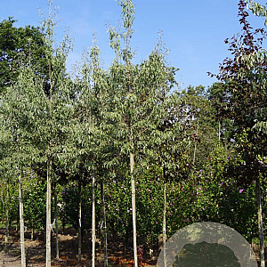 Pyrus elaeagnifolia 'Silver Sails' 12-14 HO draadkluit