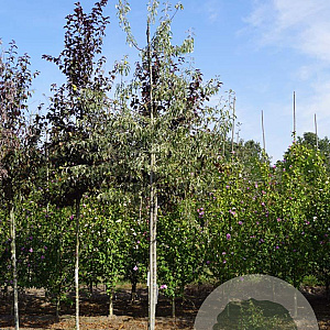 Pyrus elaeagnifolia 'Silver Sails' 14-16 HO draadkluit
