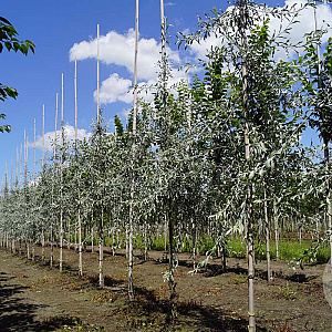Pyrus salicifolia 'Pendula' 8-10 HO draadkluit
