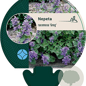 Nepeta racemosa 'Grog' GM P9