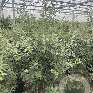 Quercus ilex 80-120 cm 20L