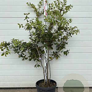 Quercus ilex 100-150 cm 40L meerstammig