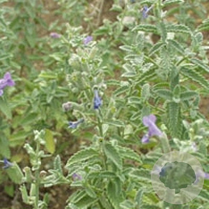 Nepeta 'Senior' GM P9