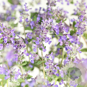 Nepeta 'Senior' GM P9