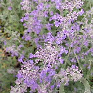 Nepeta 'Senior' GM P9
