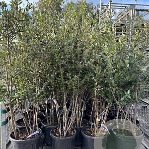 Quercus ilex 125-150 cm 25L meerstammig