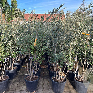 Quercus ilex 150-175 cm 30L meerstammig