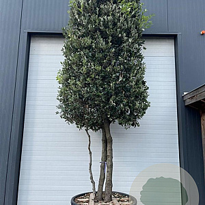 Quercus ilex 400-425 cm cont. 450L meerstammig cilinder