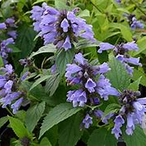 Nepeta subsessilis GM P9