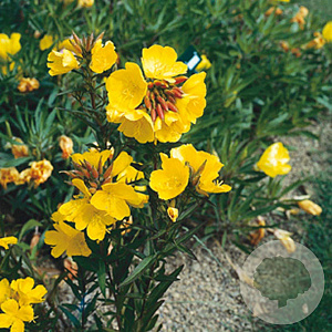 Oenothera fruticosa GM P9