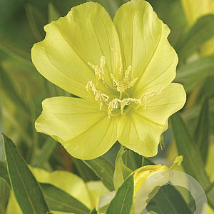 Oenothera macrocarpa GM P9