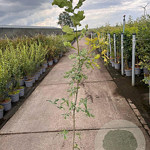 Quercus robur 60-80 cm 5,0L